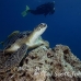 turtle_sea_green_ms_si_h_0579_egy5199.jpg